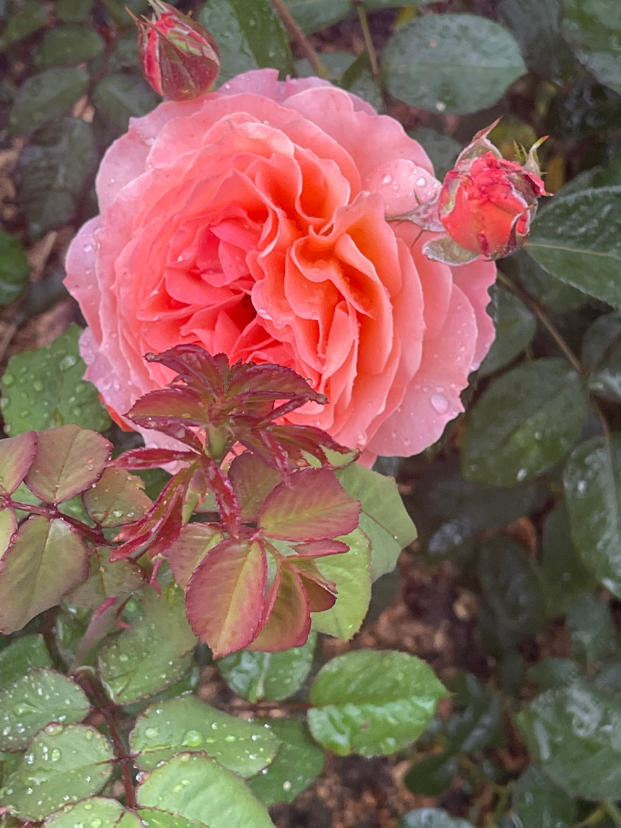 Шраб Белведер