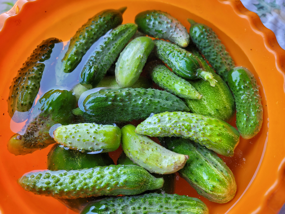 Замачиваем огурцы