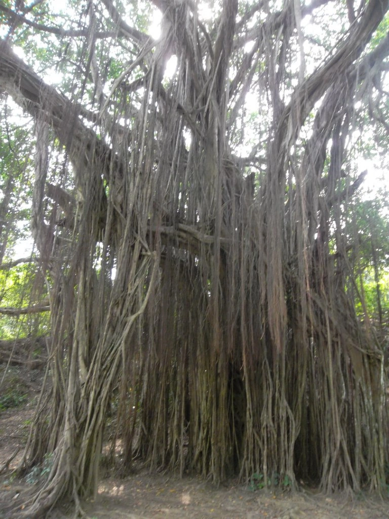 Дерево баньян