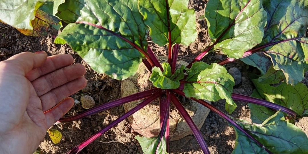 1 ст. л на 10 л. воды для полива свеклы. Вносим подкормку, чтобы свекла стала сладкой