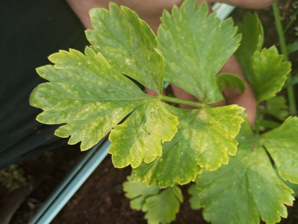 фото автора: дефицит магния у сельдерея