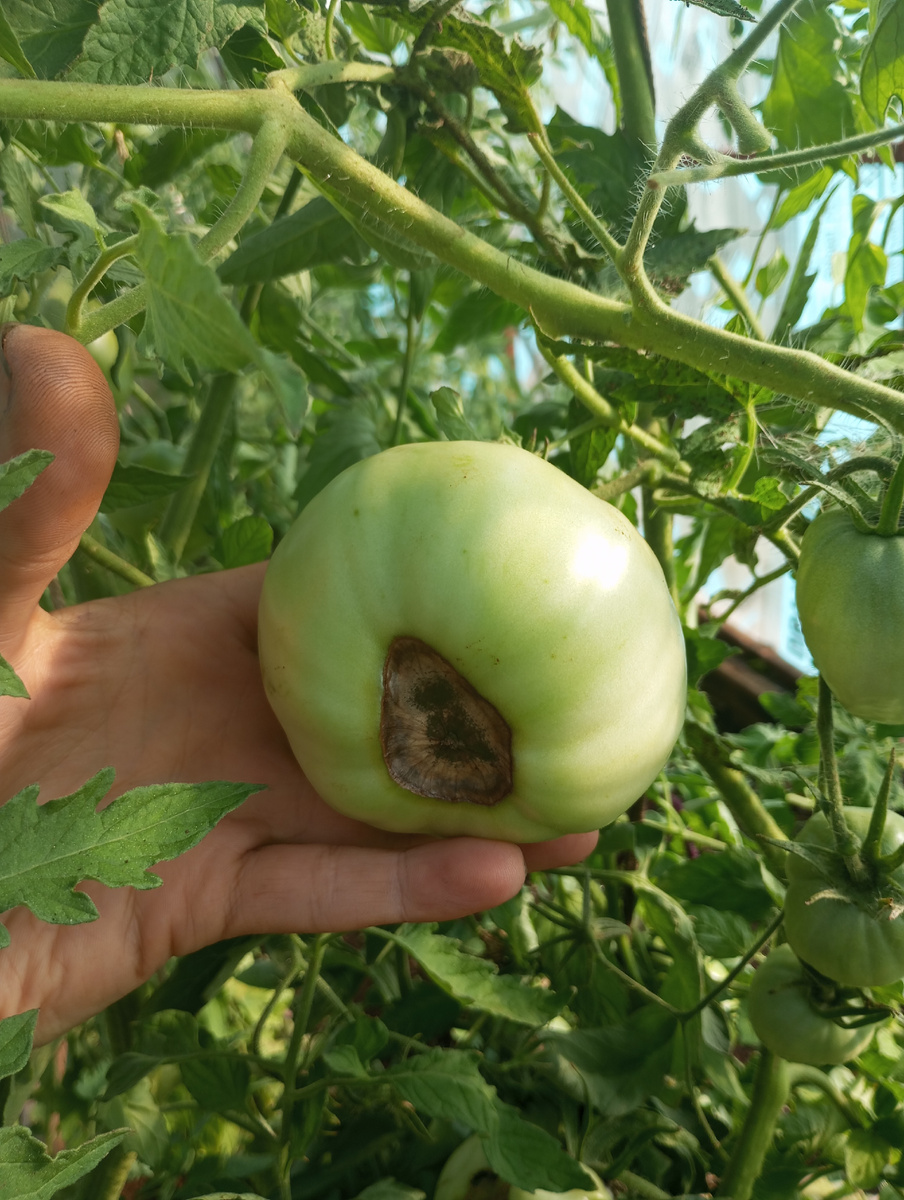 фото автора: вершиная гниль плода томата 