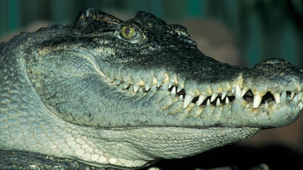    Konstantin Mikhailov/Globallookpress