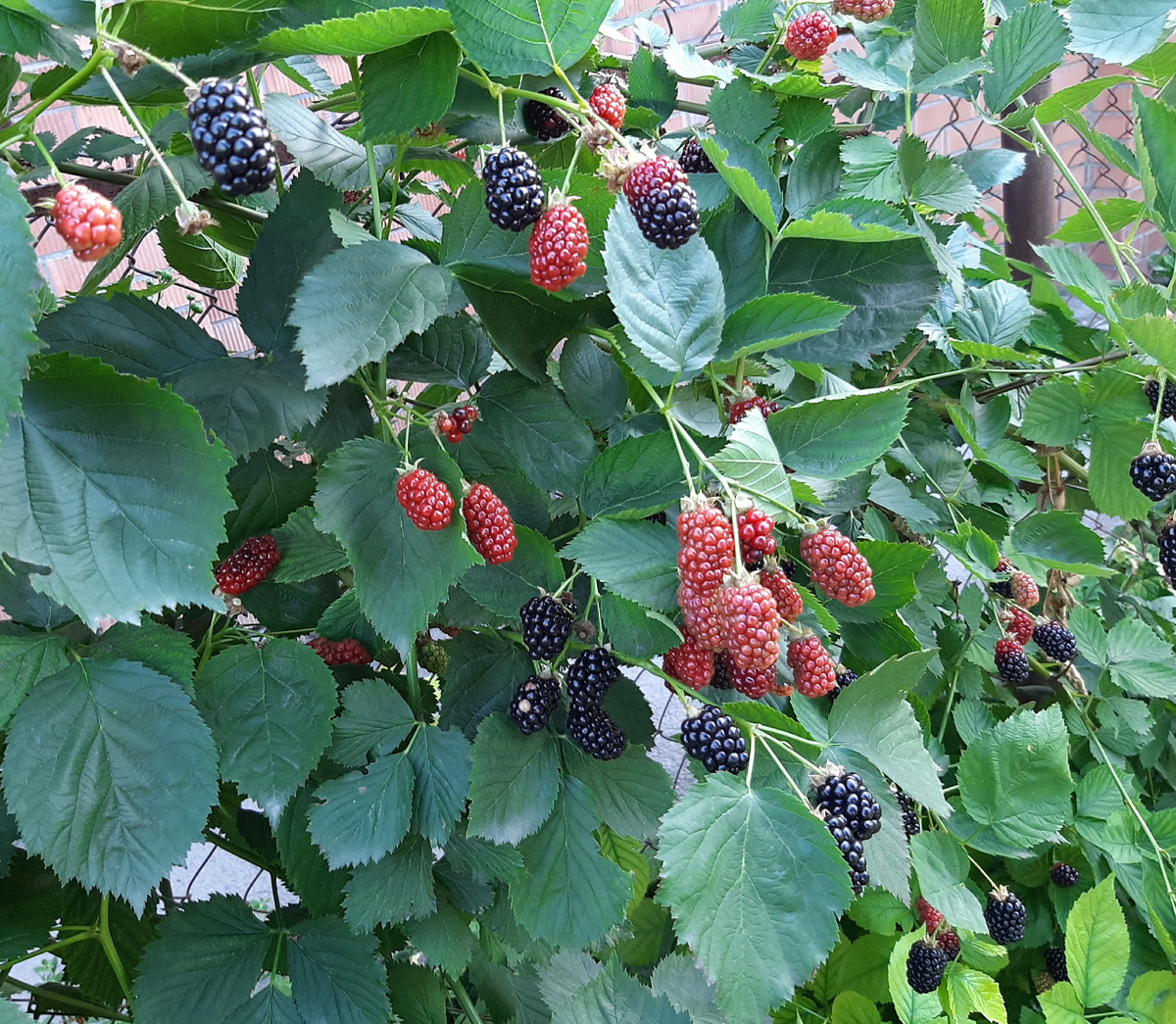 Ежевика апрельской посадки 2021 года. 4 июля 2025