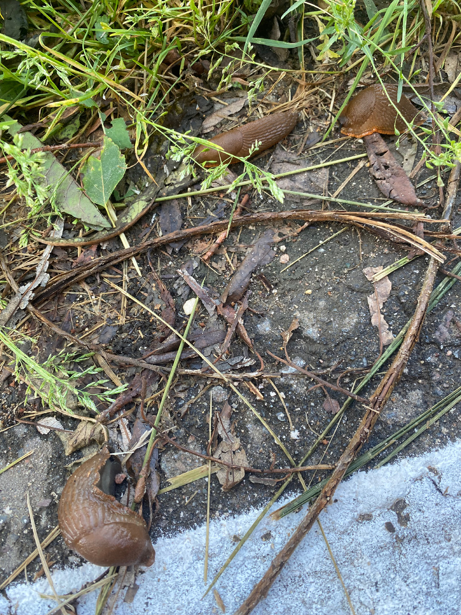 Испанские слизни