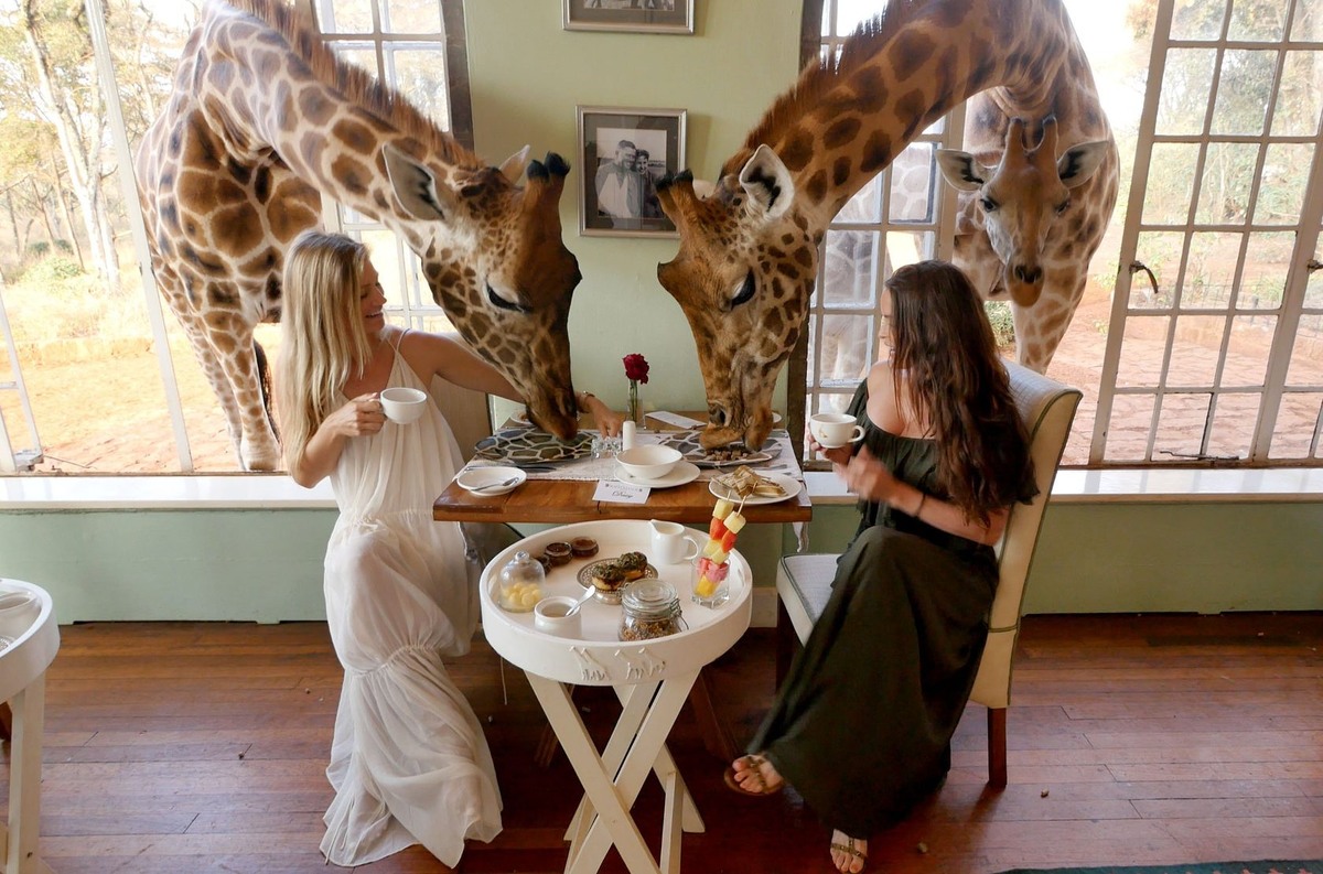 Яндекс Открытый источник  Giraffe Manor 