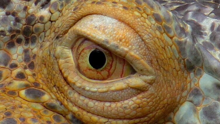    Какие ящерицы живут рядом с нами? Фото: blende12, pixabay.com