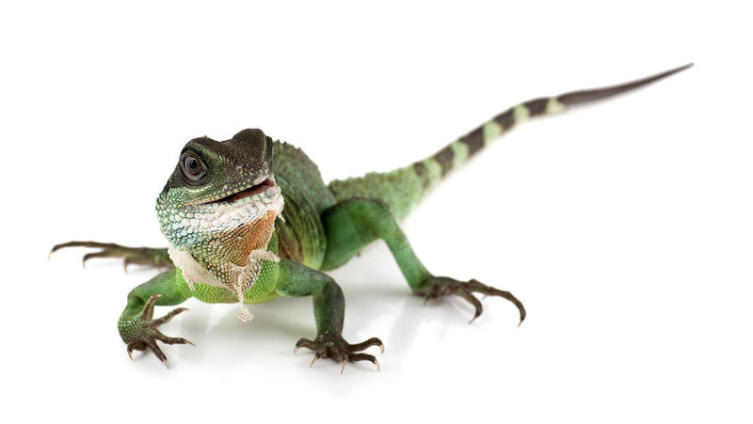     Multiart Shutterstock.com