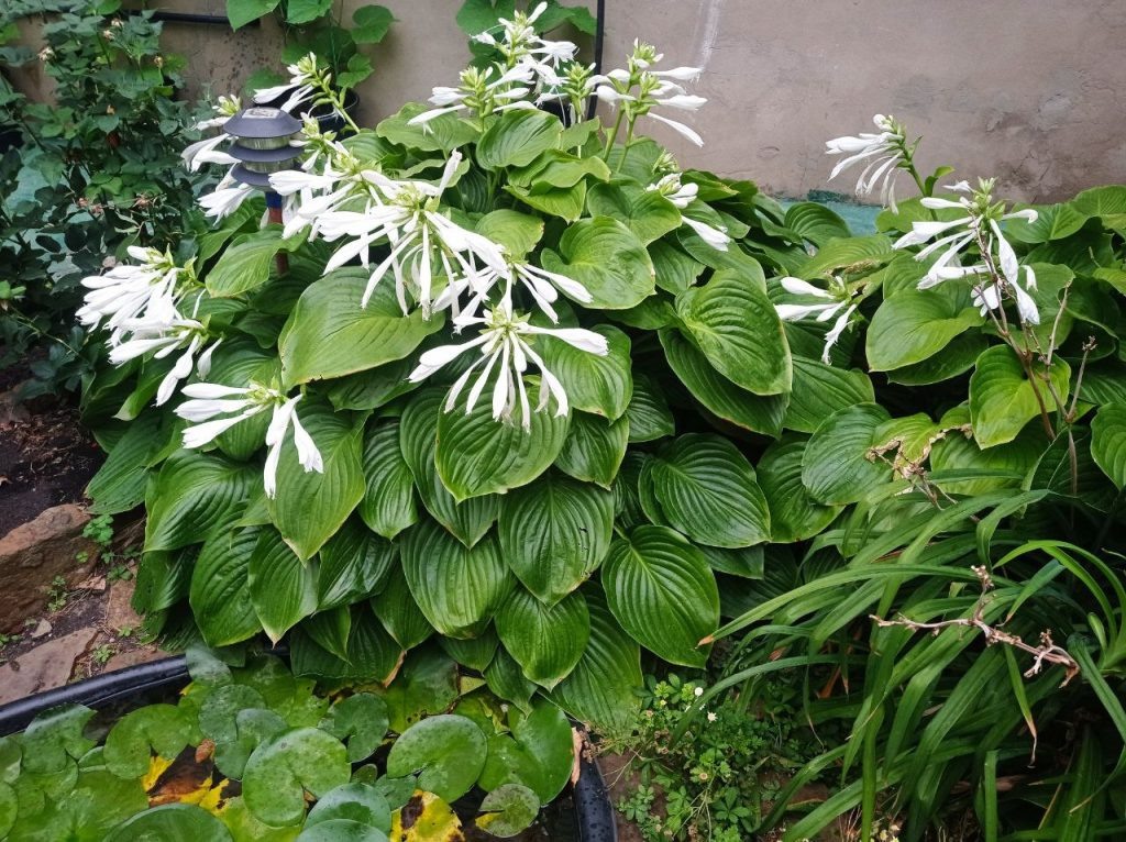   Фото: Л. Казмерова. Галина Ященко