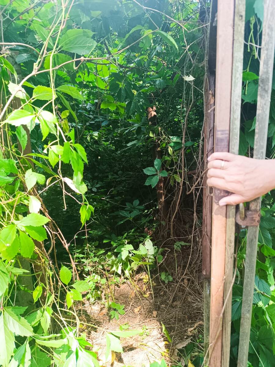 Это калитка - вход в наши Джунгли))