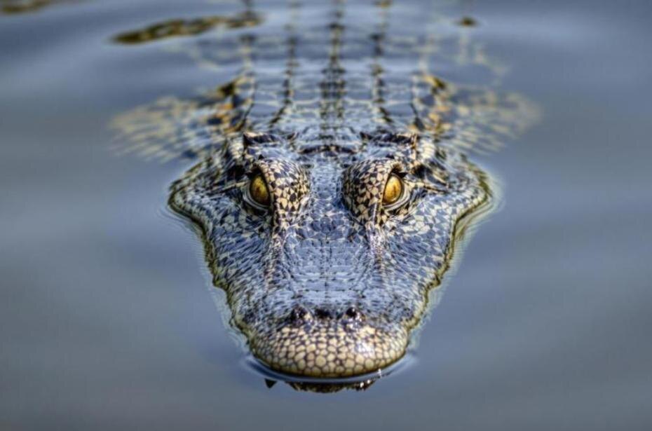    Shutterstock/FOTODOM