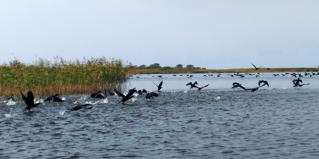 Бьём тревогу: кто остановит чёрных рыболовов на Чудском озере
