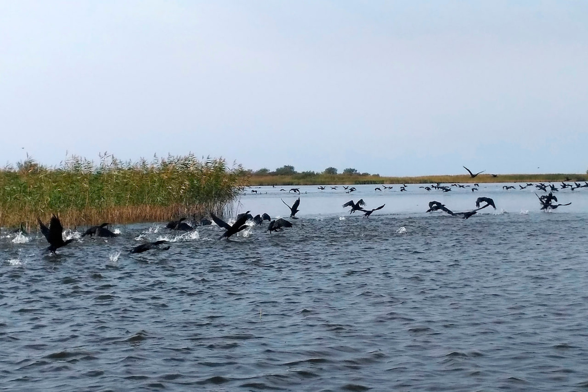 Это катастрофа! Нашествие атлантических бакланов угрожает рыбным запасам в псковских реках и озёрах. Фото здесь и далее из архива автора