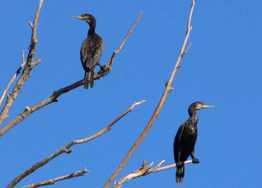 Бакланы селятся колониями близ воды на деревьях и кустарниках