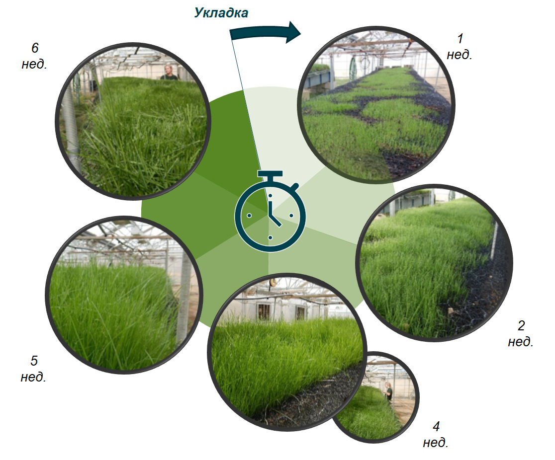 Испытания геомата «МакМат R» показали, что полный восстановленный растительный покров формируется всего за 6 недель — в 8–9 раз быстрее по сравнению с традиционными методами укрепления склонов. Уже на 6-й неделе материал достигает 60 % прочности на сдвиг, которая обычно набирается за год.