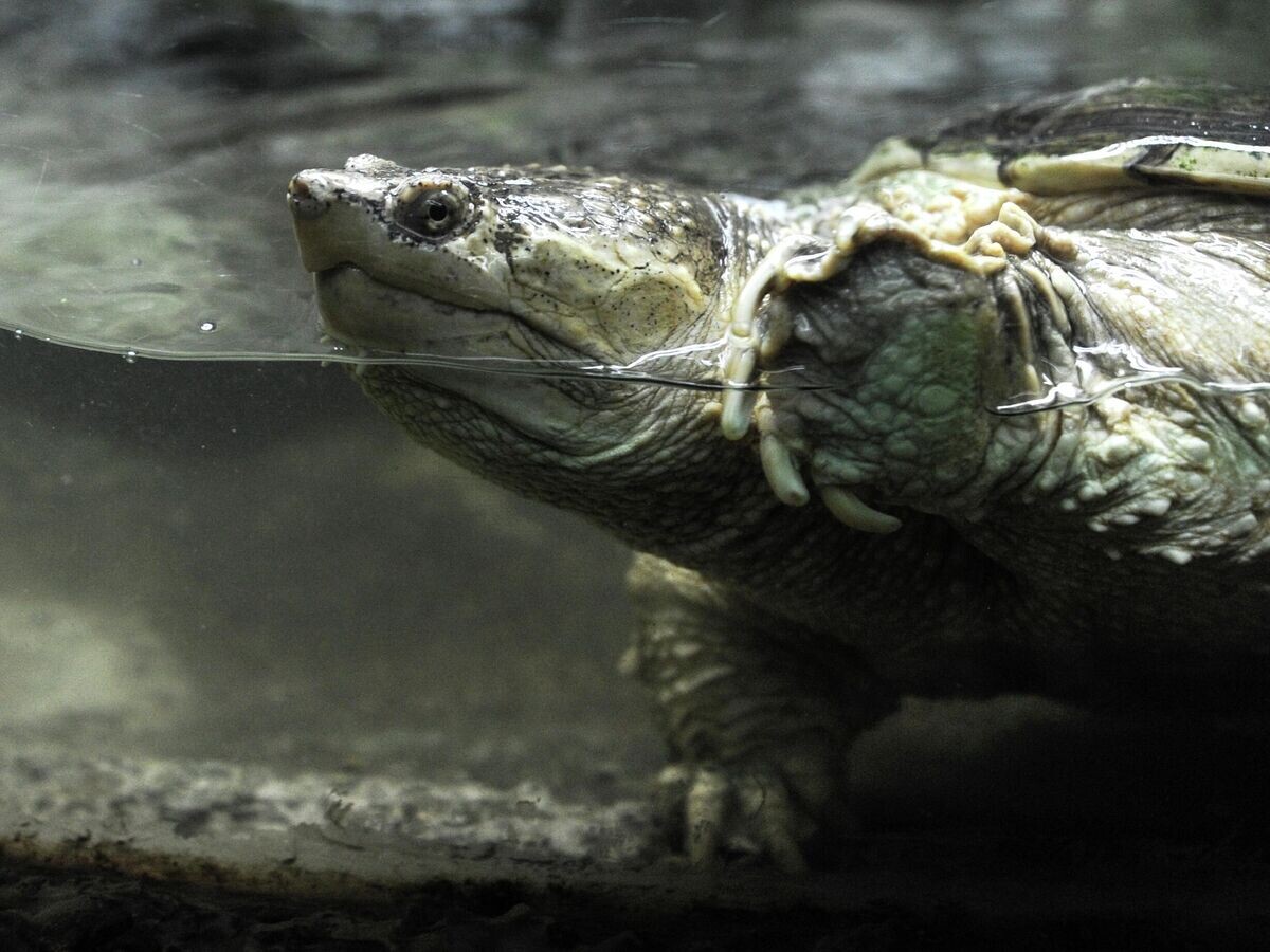    Каймановая черепаха© РИА Новости / Владимир Астапкович