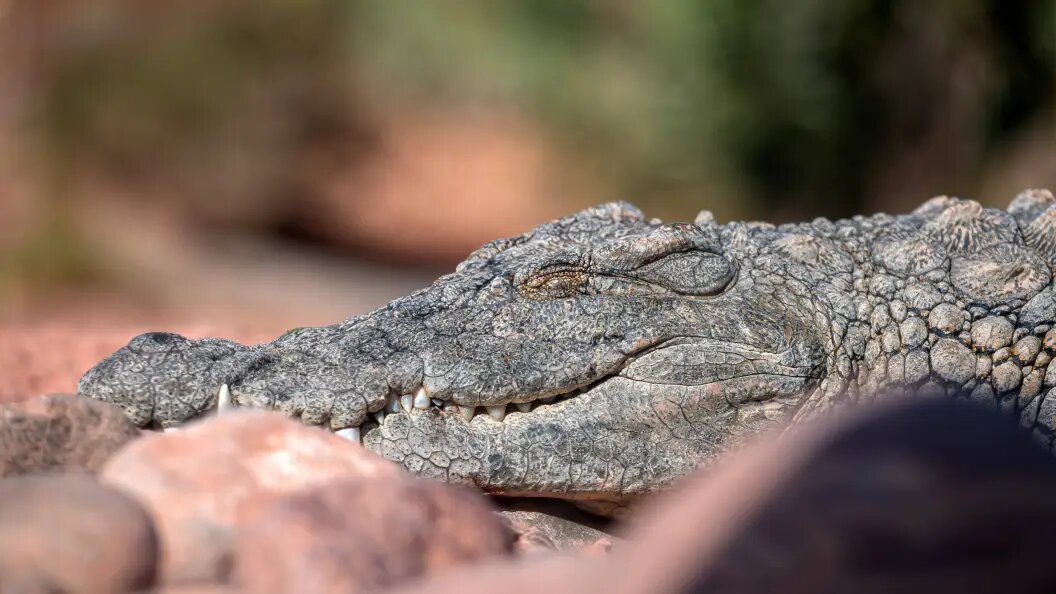    Фото: IMAGO/Zoonar.com/Photographer: A/Globallookpress
