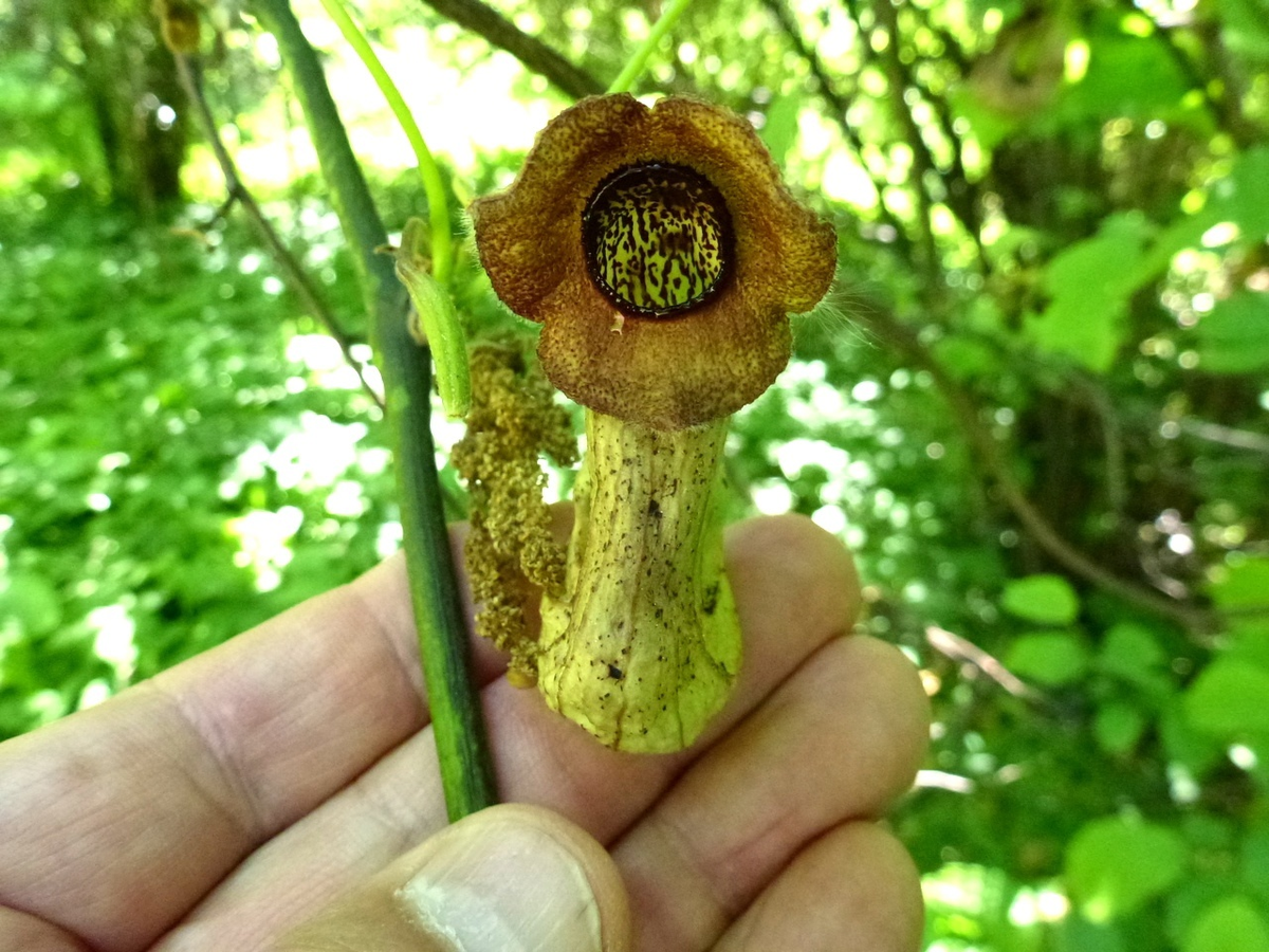 Здравствуйте, не хотите ли поговорить о смысле жизни?