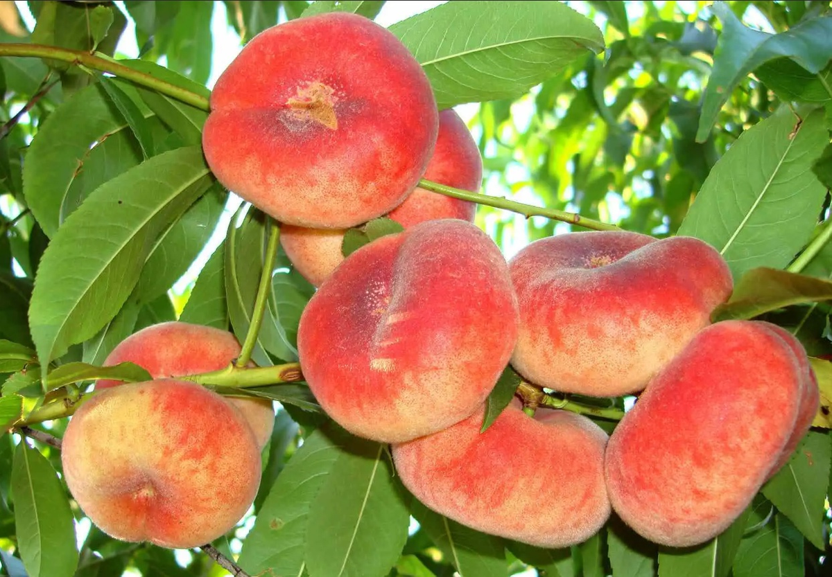Аппетитные плоды инжирного персика