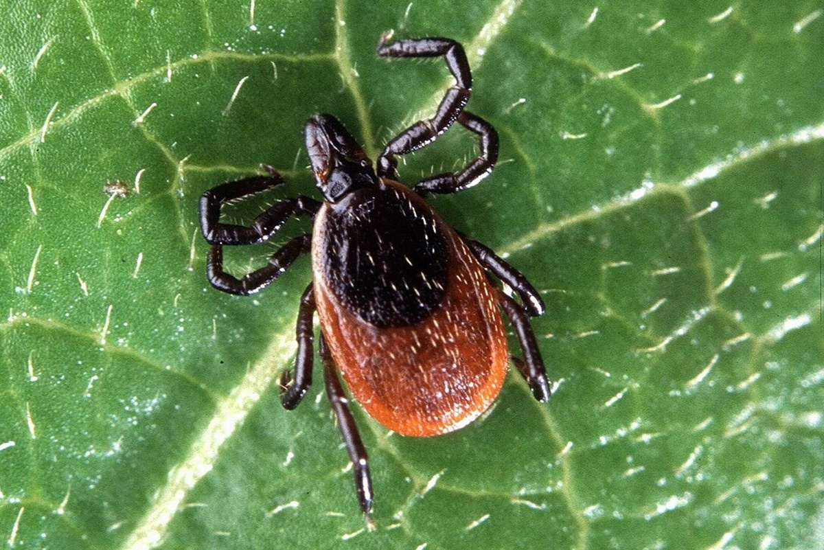    Фото: public domain