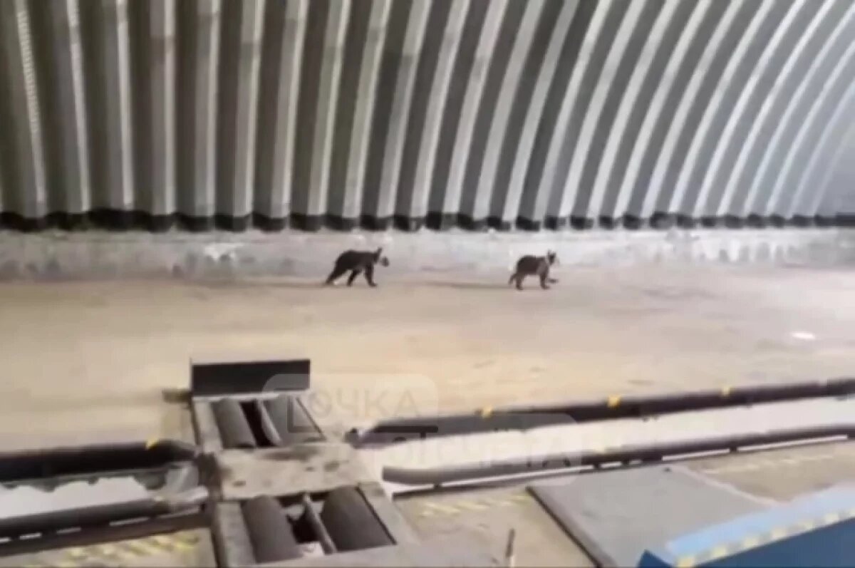    Медведицу застрелили на глазах у ее детенышей на Курилах