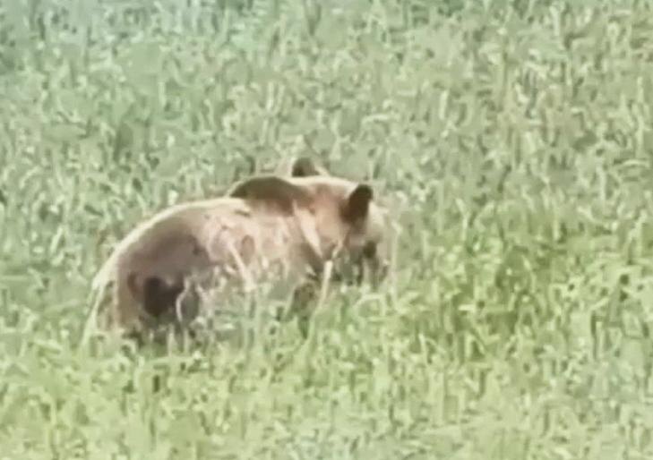    Скриншот видео Минприроды НСО