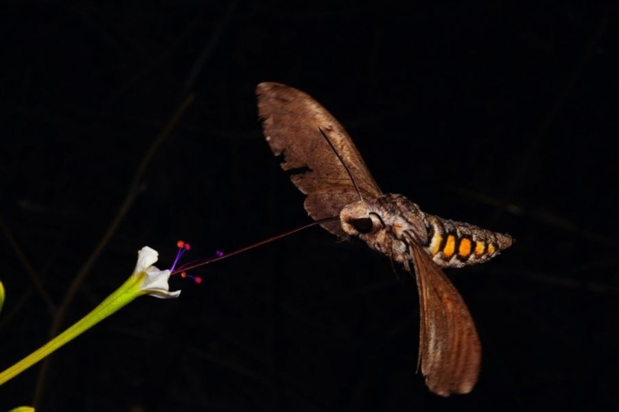 Цветок (бабочкой опыляется)
