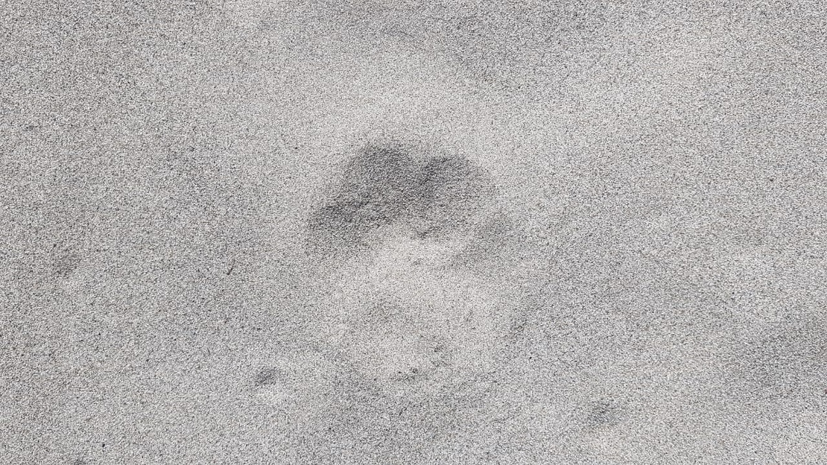 Терней. След на песке у моря