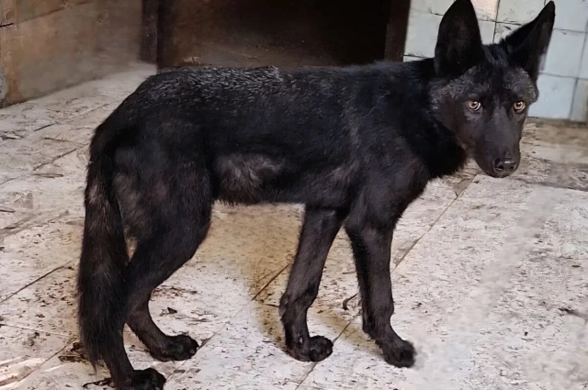    В Хабаровском зоосаде появился канадский волк