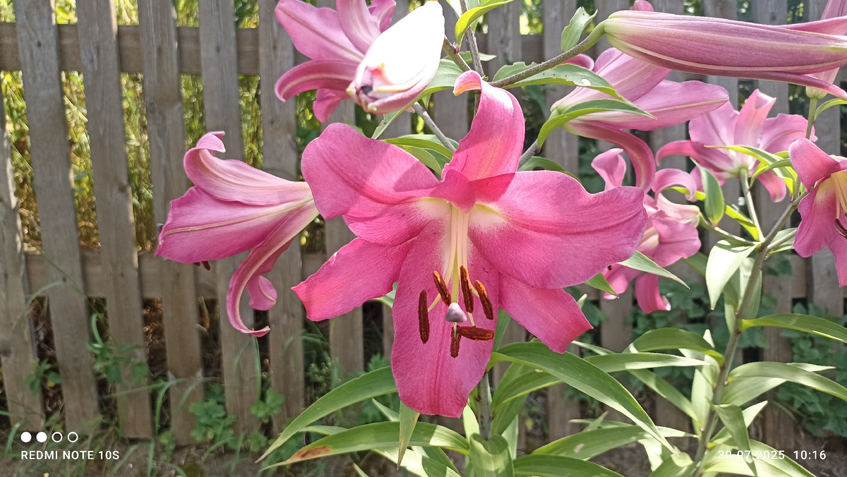 Мои лилии. Фото автора.