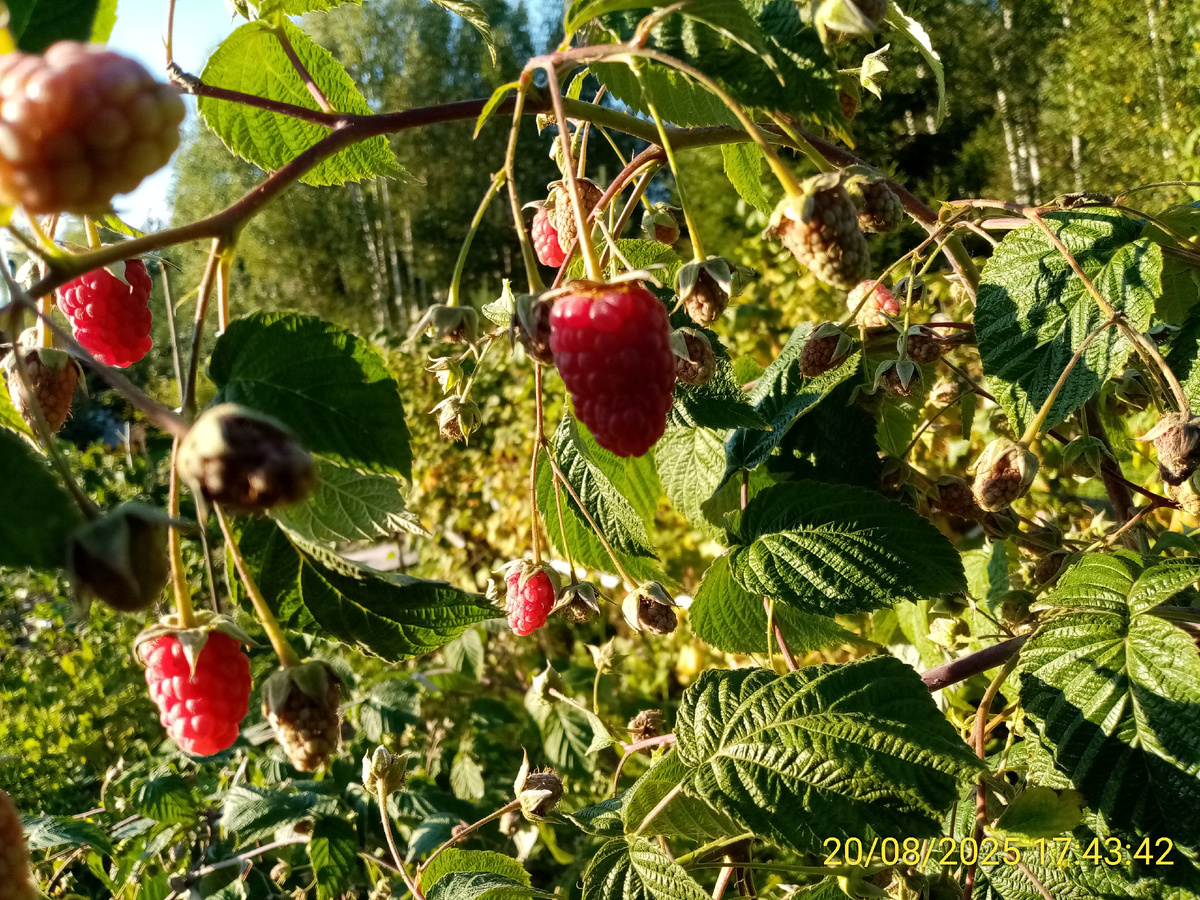 Брянское диво уже начинает давать первые осенние ягоды