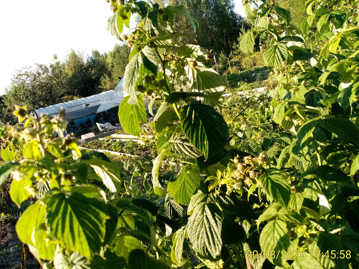 На Молодой гвардии ещё только завязались ягоды