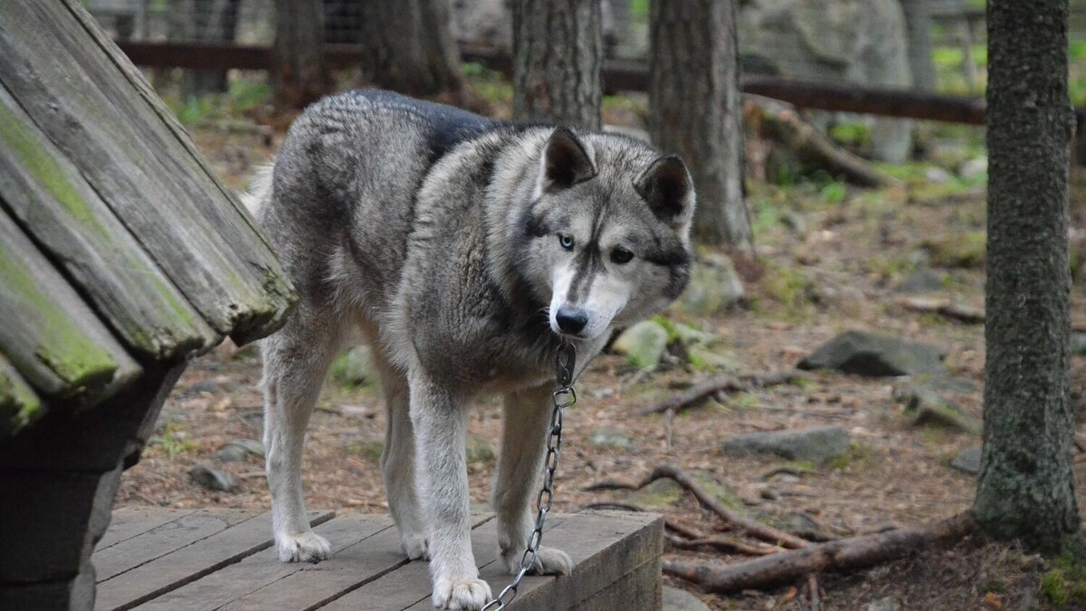     Источник: 1MI