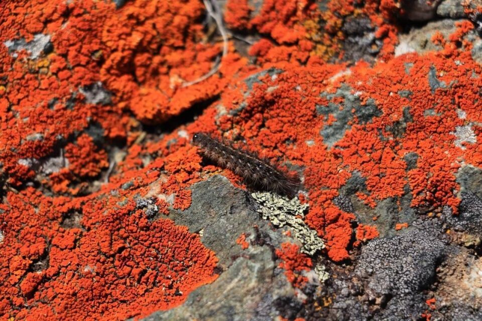    "Огненный" лишайник на сайлюгемских скалах. Источник: Татьяна Кужлекова / t.me/sailugem