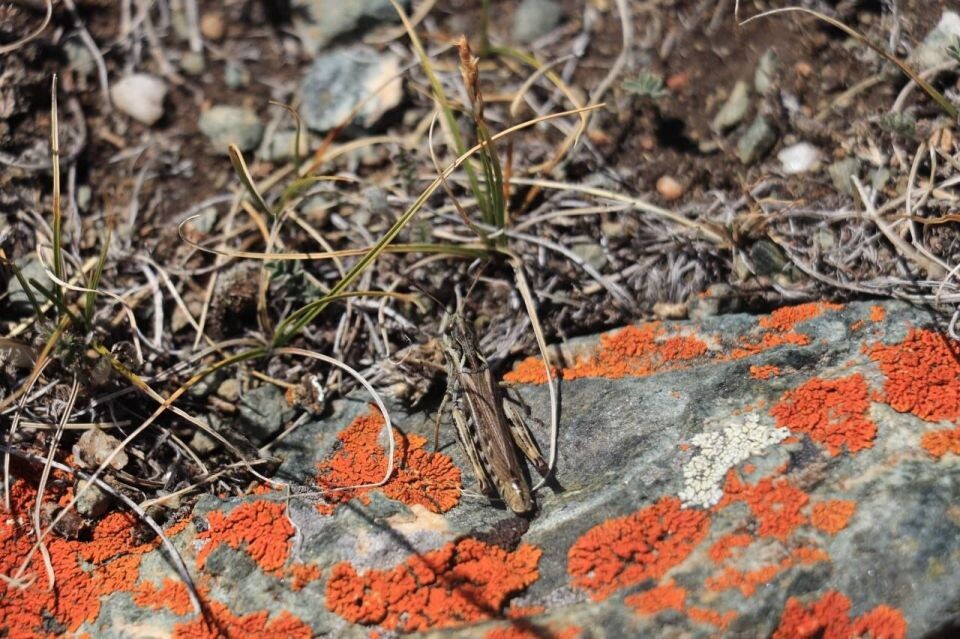   "Огненный" лишайник на сайлюгемских скалах. Источник: Татьяна Кужлекова / t.me/sailugem