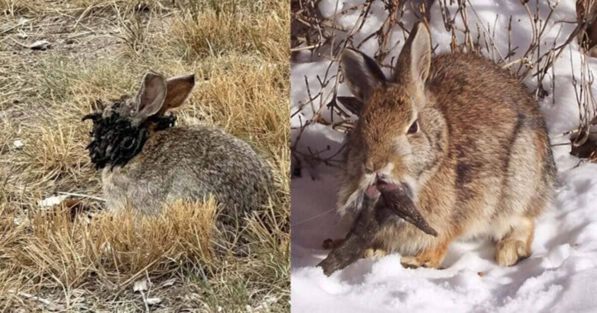    Дикие кролики, зараженные вирусом папилломы Шоупа / © Reddit / Clinton Forry