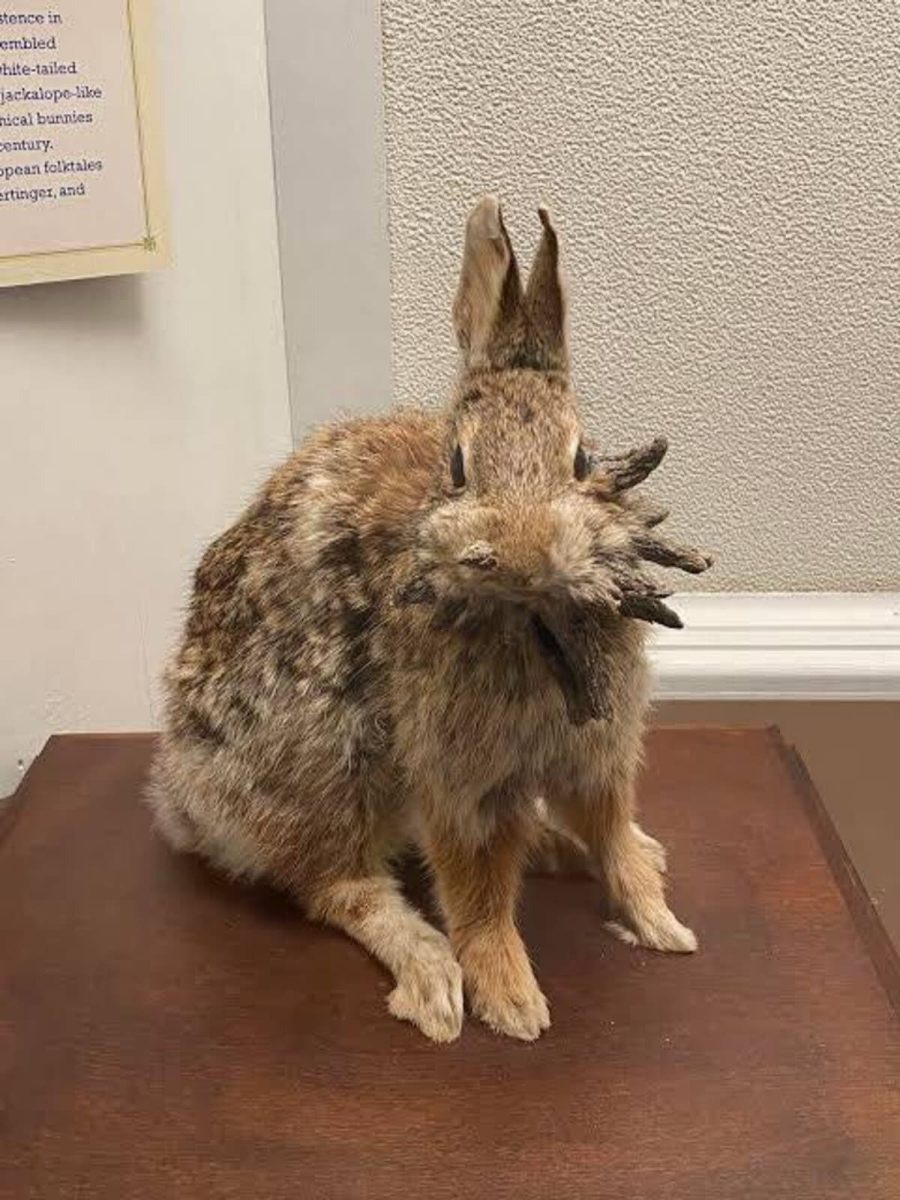    Дикий кролик, зараженный вирусом папилломы Шоупа / © Reddit / Clinton Forry