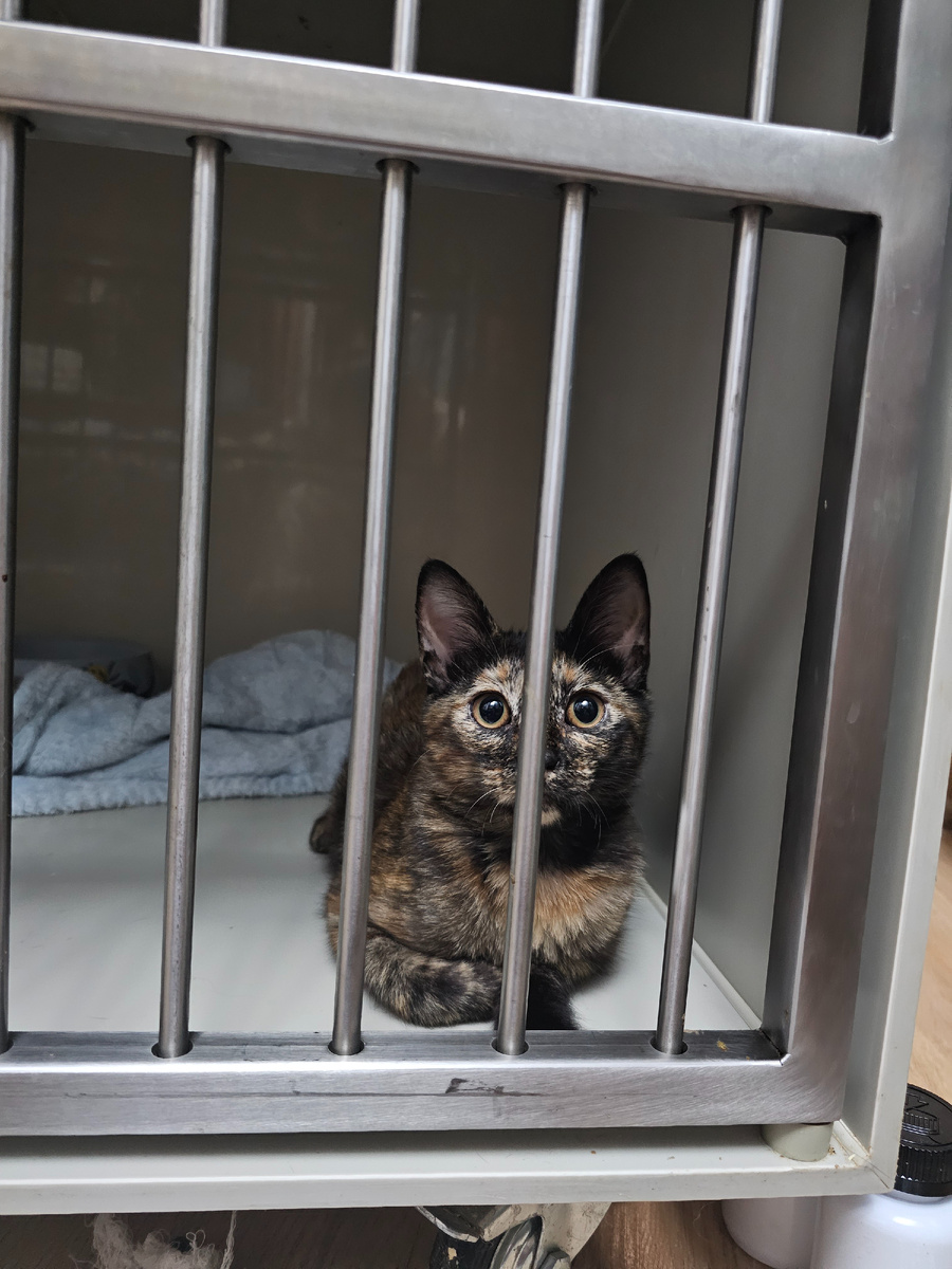 Спинальница Лилит