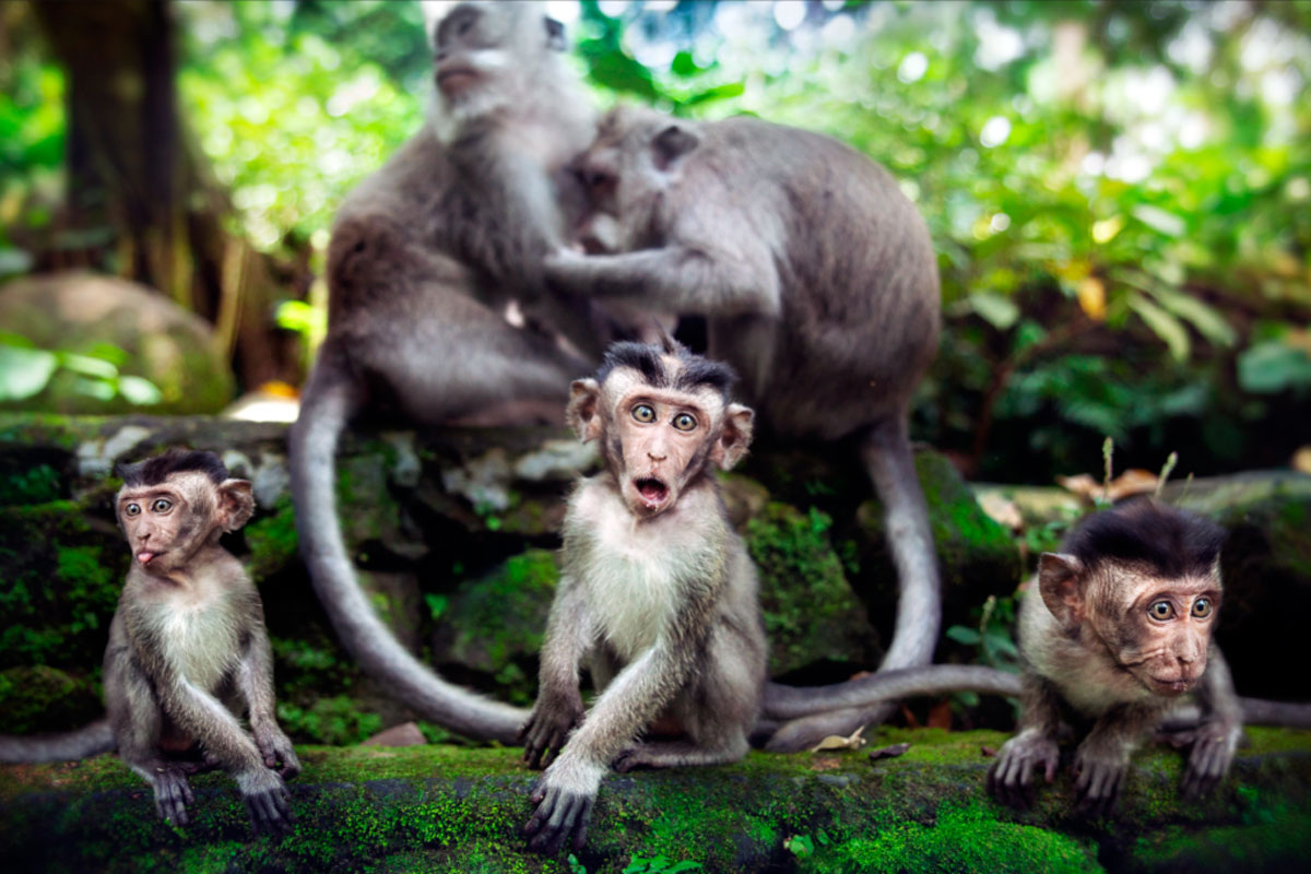 Нейроны миндалевидного тела реагируют мгновенно — через 100 миллисекунд — даже на низкокачественные изображения испуганных лиц