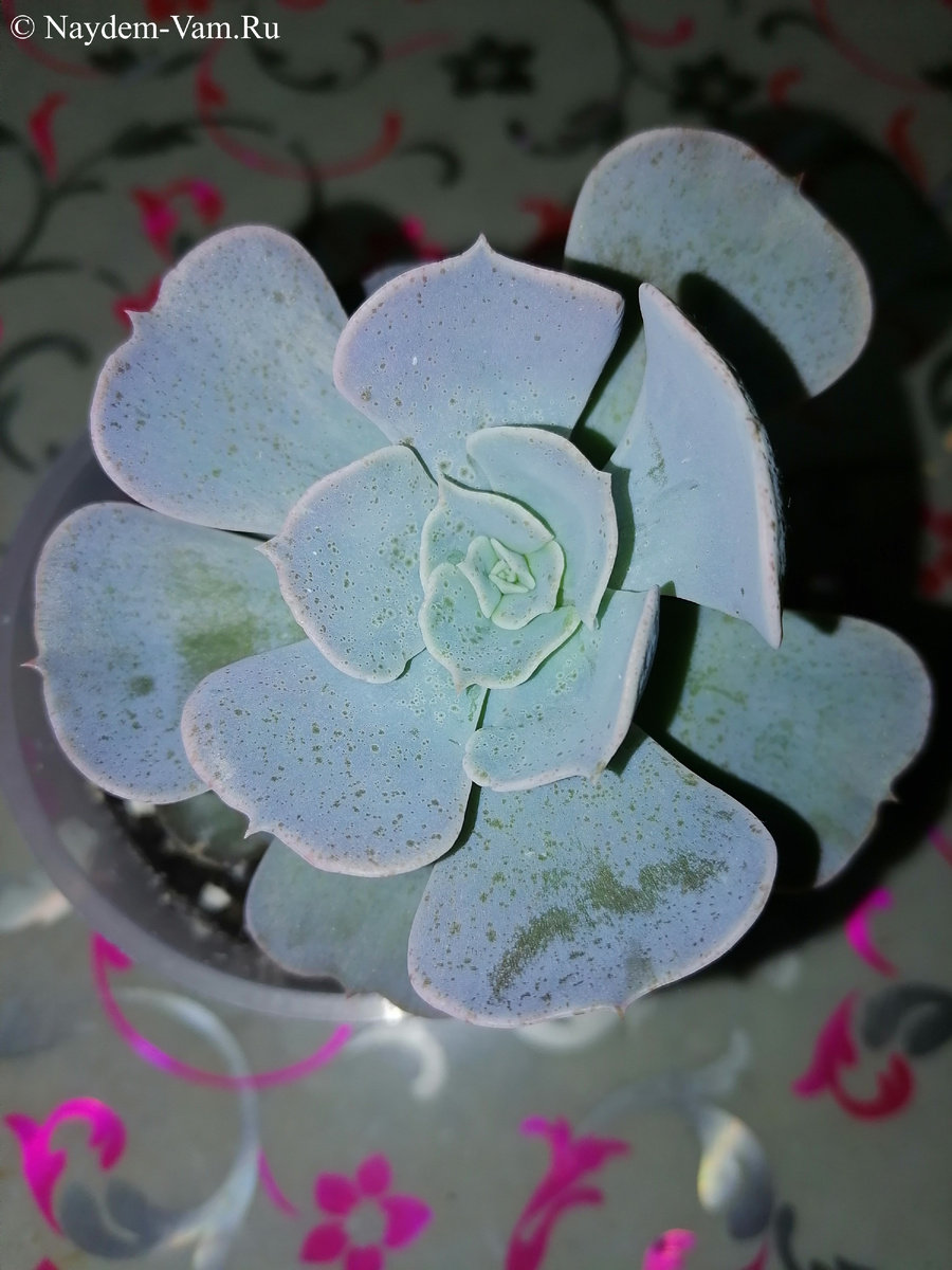 Эчеверия вырастила голову на длинном стволе