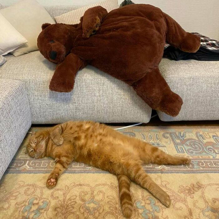 Источник: x.com/weirdcatsbutok