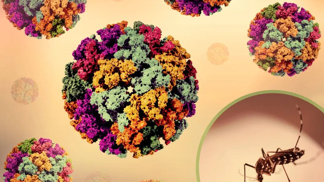    фото:IMAGO/NIH-NIAID / IMAGE POINT FR/Globallookpress