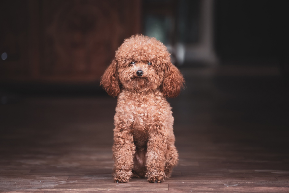 Отважный и красивый пудель