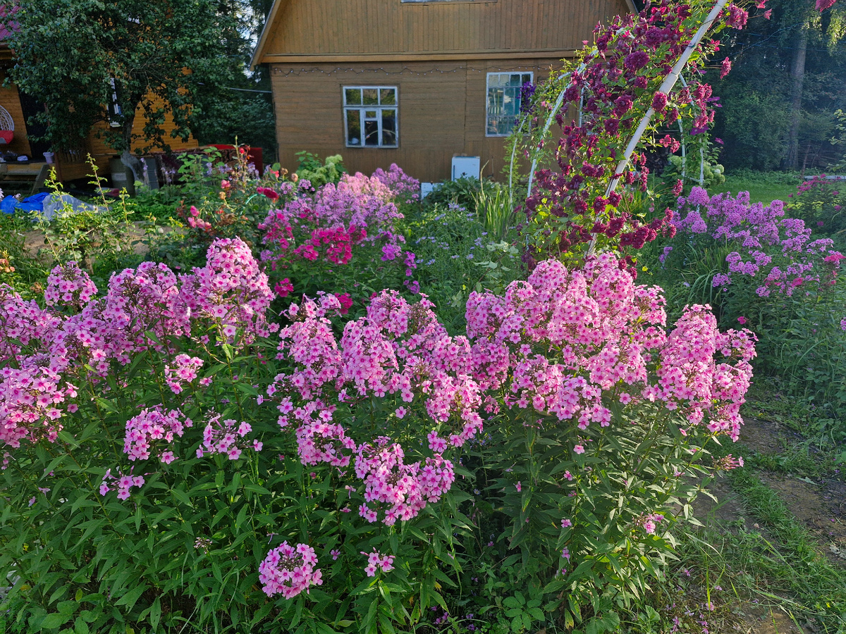 Флоксы и клематисы