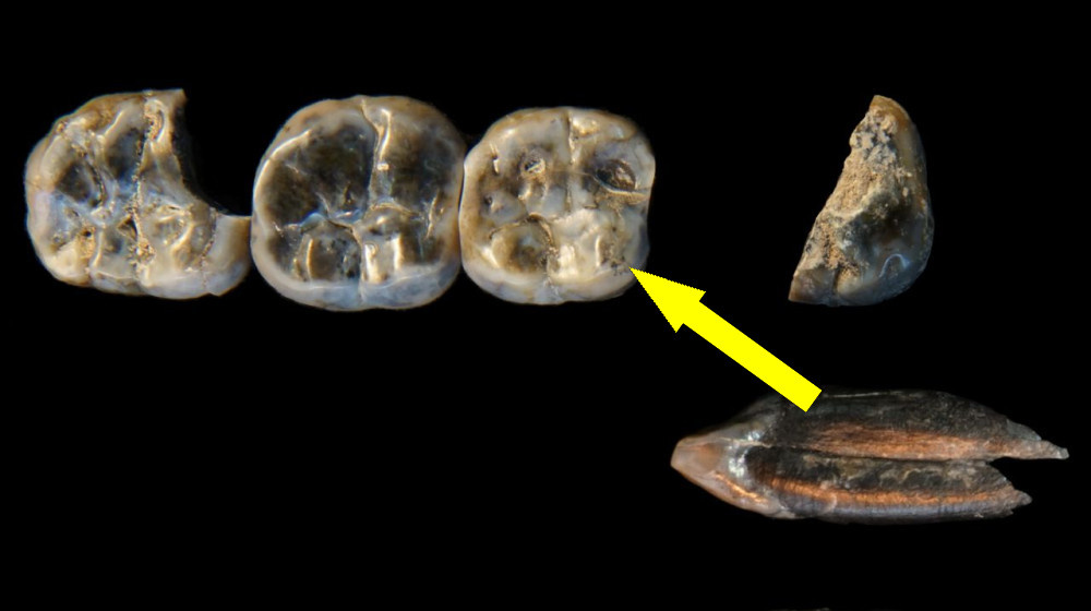    Древнейший родственник Люси мог сосуществовать с самой древней человеческой разновидностью