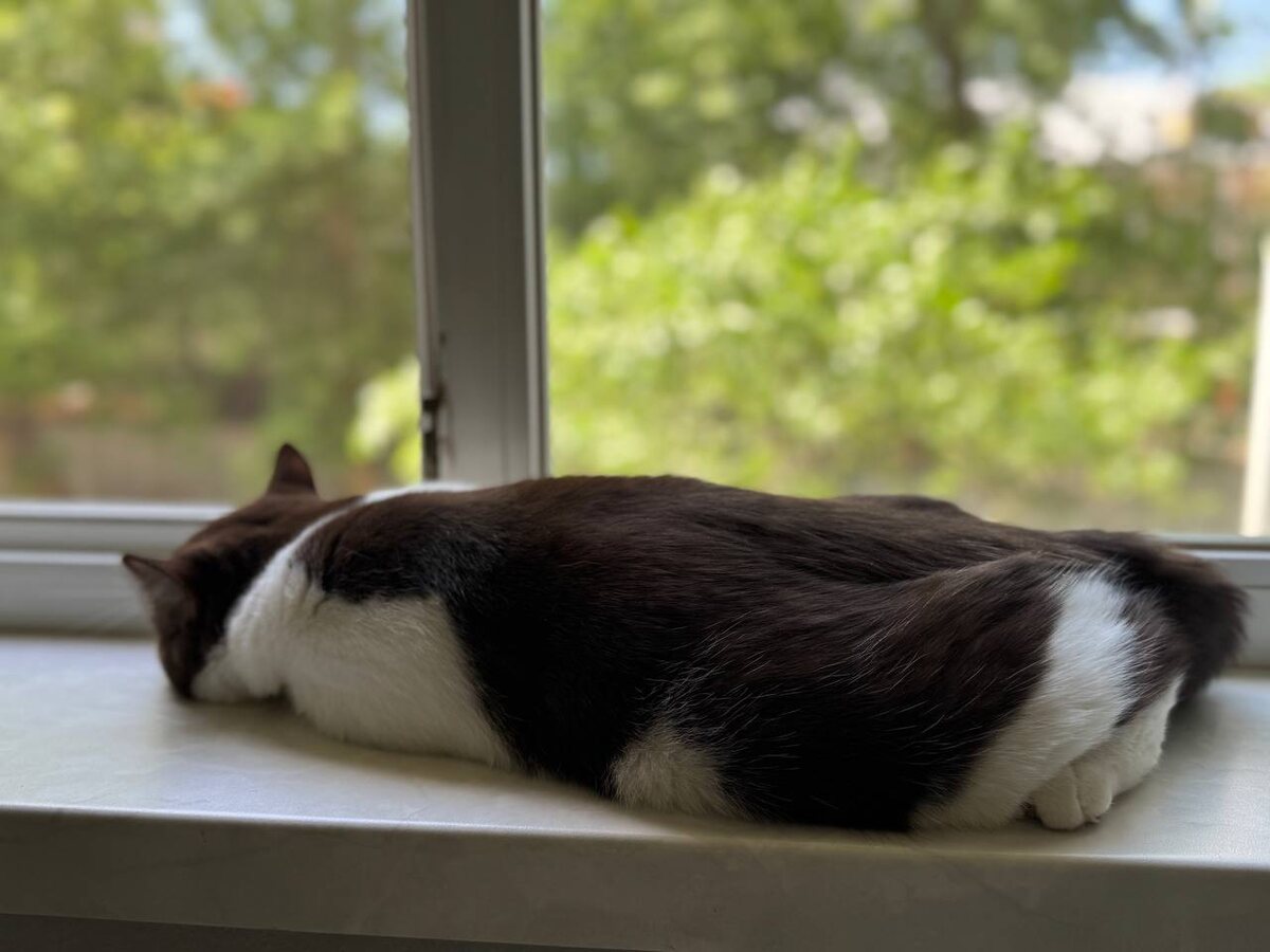 Чужой кот и опять спит.