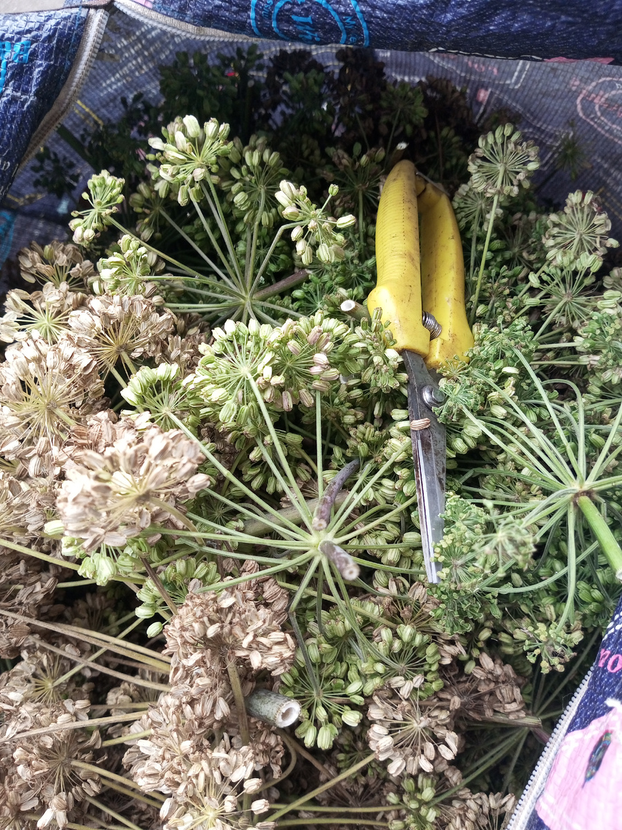 Зонтики с плодами вислоплодниками