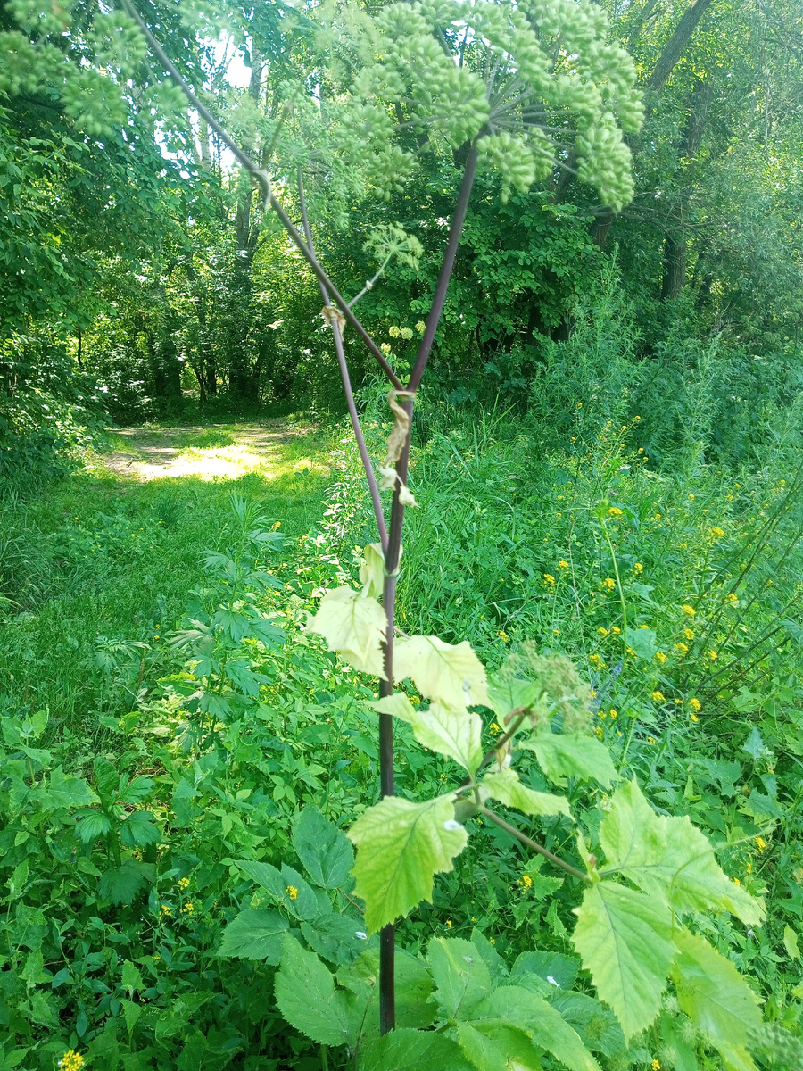 Внешний вид дудника лесного