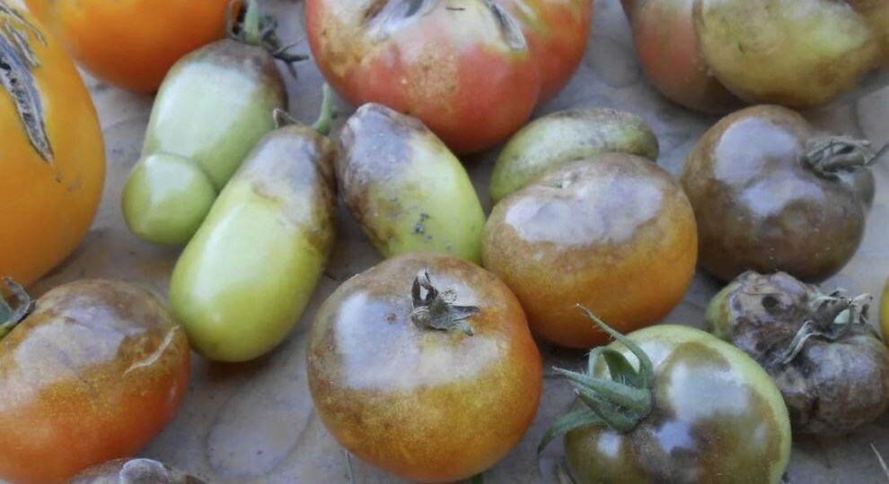 Как спасти урожай томатов при фитофторозе: экстренные меры и хранение