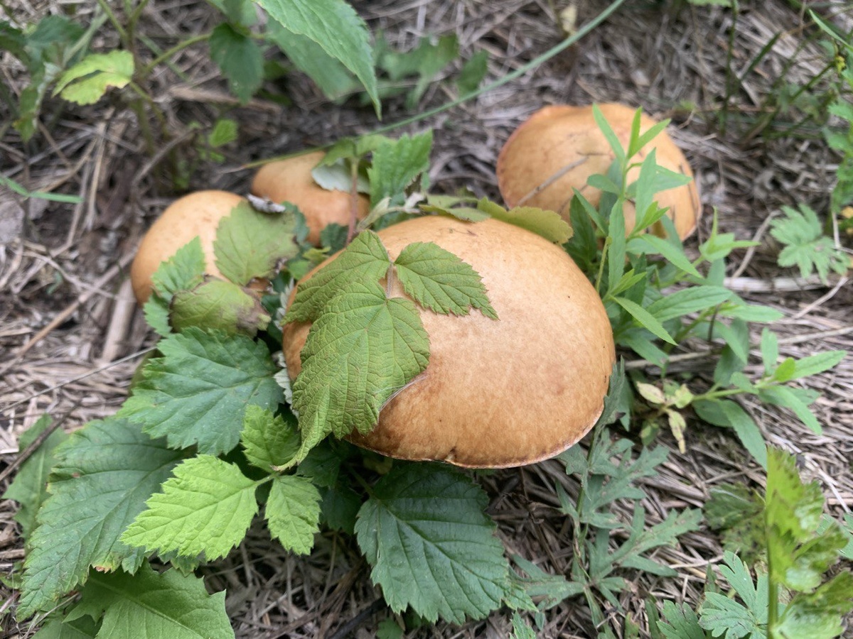 Фото: Андрей Ткаченко